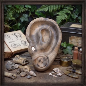 Könnte beinhalten: Eine ohrförmige, beigefarbene Keramikskulptur mit strukturierter Oberfläche und einer kleinen, weißen Spiralmuschel im Ohrläppchen. Die Skulptur ist von verschiedenen Fossilien, darunter Ammoniten und Knochenfragmenten, umgeben.