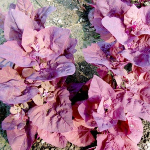 May include: Close-up of a cluster of deep purple leafy greens. The leaves are large and have a textured surface.