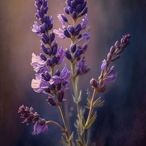 Lavender, Essential Oil