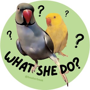 Peut inclure: Un oiseau gris et blanc avec un bec rouge et un oiseau jaune avec un bec rouge se regardent avec des points d'interrogation autour d'eux. Le texte "WHAT SHE DO?" est écrit en noir sur un fond vert. Le texte "@beakerbeak" est écrit en noir sous le texte.