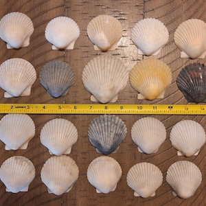 May include: An assortment of scallop seashells in various colors, including white, gray, and yellow, arranged on a wooden surface. A yellow measuring tape is placed across the shells, showing measurements in inches.