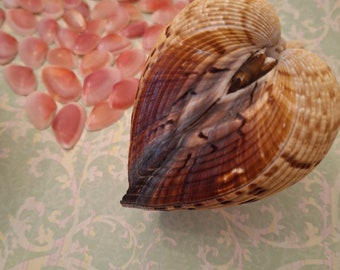 Atlantic Giant Heart Cockle Set