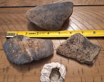 3 Turtle Shell Fossil Pieces and 1 Barnacle Fossil/ Bulk / Crafts