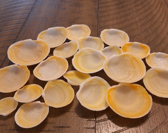 20 Buttercup Lucine Shells / Seashells