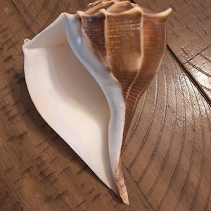 May include: A large, conch shell with a smooth, white interior and a textured, brown exterior. The shell has a spiral shape and a pointed end. The shell is lying on a wooden surface.