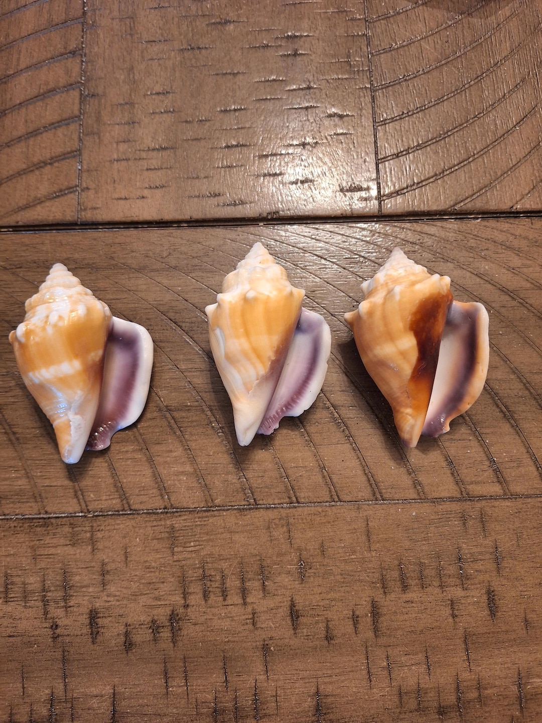 Conch Shell Set Set of 3 Rare Purple Lipped Florida Fighting Conch Shells - Etsy