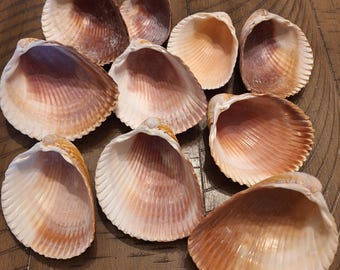 10 Large Atlantic Heart Cockle Shell Singles / Seashells / Decoupage Cockleshells