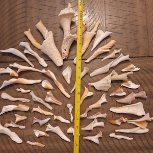 May include: A collection of seashells and shell fragments in various shapes and sizes, with a yellow measuring tape showing a length of approximately 18 inches. The shells are primarily off-white and tan, arranged on a wooden surface.