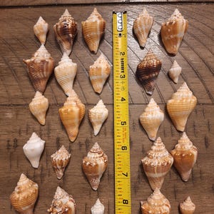 20 Juvenile Florida Fighting Conch Shells / Seashells