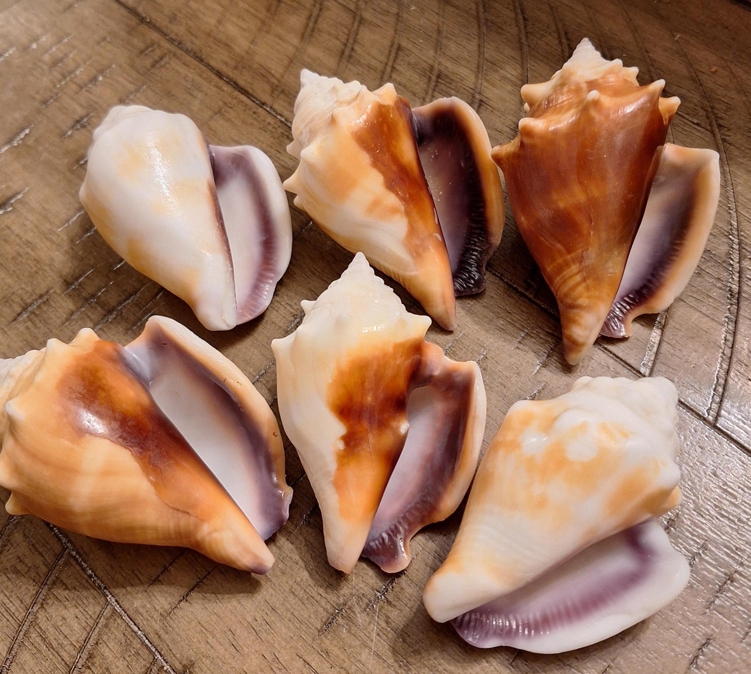 Set of 2 Rare Purple Lipped Florida Fighting Conch Shells