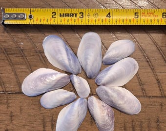 10 Mussel Shells / Seashells / Bulk / Crafts