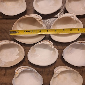 10 XL Clam Shells /Extra Large Quahog Clam Seashells/ Bulk / Crafts