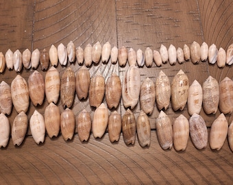 20 Lettered Olive Shells / Seashells