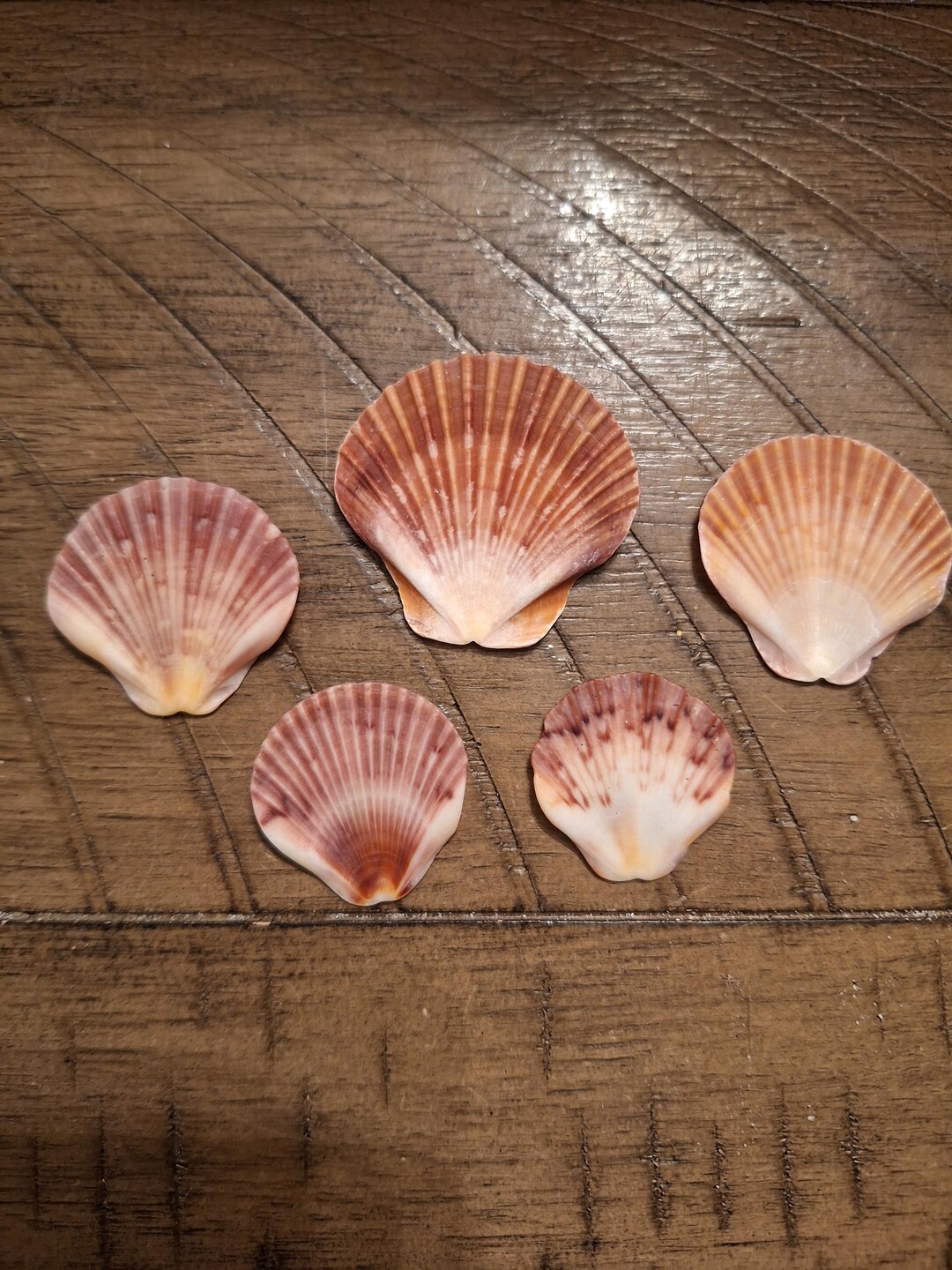 5 SW Florida Flats Scallop Shells / Seashells - Etsy