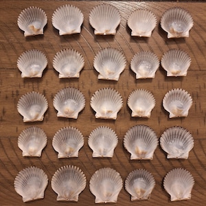 May include: Twenty-five small, white scallop shells arranged in a grid pattern on a brown wooden surface. The shells have a fan-like shape with delicate ridges and a light brown base.