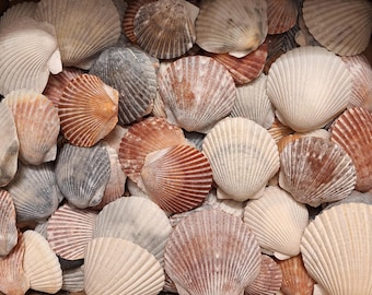 20 Large Bay Scallop Shells /  Large Seashells / Bulk / Crafts