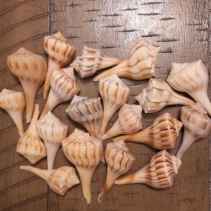 May include: A collection of 17 small, light brown seashells with a pointed, spiral shape. The shells have a natural, textured surface and are arranged on a brown wooden surface.