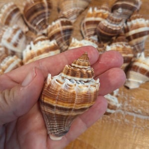 8 King Crown Conch Shells / Seashells