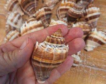 8 King Crown Conch Shells / Seashells