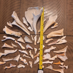 May include: A collection of various off-white and tan seashell fragments arranged around a yellow measuring tape that shows a length of approximately 11 inches. The pieces vary in shape, size, and texture, displaying natural curves and pointed edges.