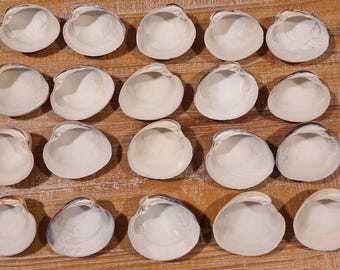 10 Large Quahog Clam Shells 3" to 3.5" / Seashells for Decoupage