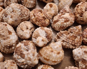 20 Chestnut Turban Shells / Seashells / Bulk / Crafts