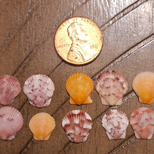May include: Ten small seashells in various shades of pink, orange, and white. The shells are arranged in two rows on a wooden surface.