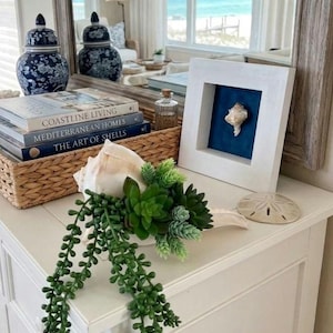 May include: A white square shadow box frame containing a single seashell against a dark blue background, placed next to a large conch shell filled with green artificial succulents and a trailing string of pearls plant on a white surface.