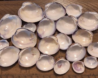 20 Purple Tinged Quahog Clam Shells / Seashells