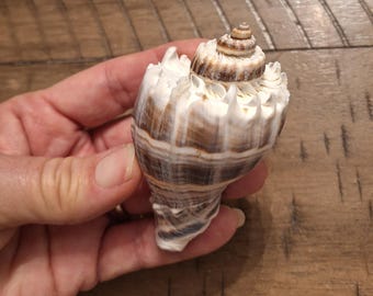 Large King Crown Conch Shell / Seashells