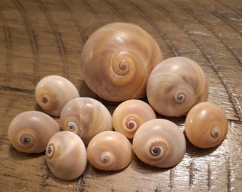 20 Moon Snail/ Shark Eye Shells / Seashells