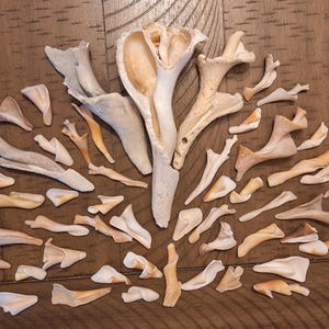 50 Twisty Shells / Seashells. Twisties, Trees, Shell Spiral Centers / Bulk / Crafts