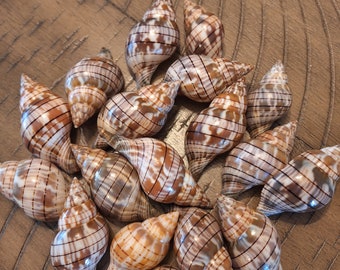 10 Banded Tulip Shells / Seashells
