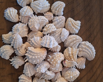20 Spiny Jewelboxes Shells / Seashells