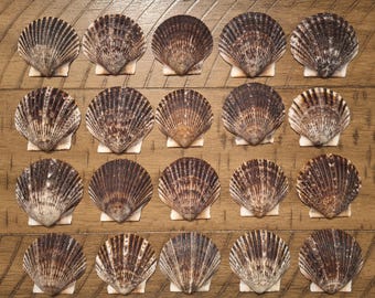 20 Bay Scallop Shells / Seashells / Bulk / Crafts / Decoupage Ornament or Keychain Bag Charm Shells