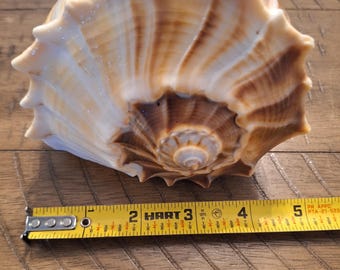 Large Lightning Whelk Shell, Seashell