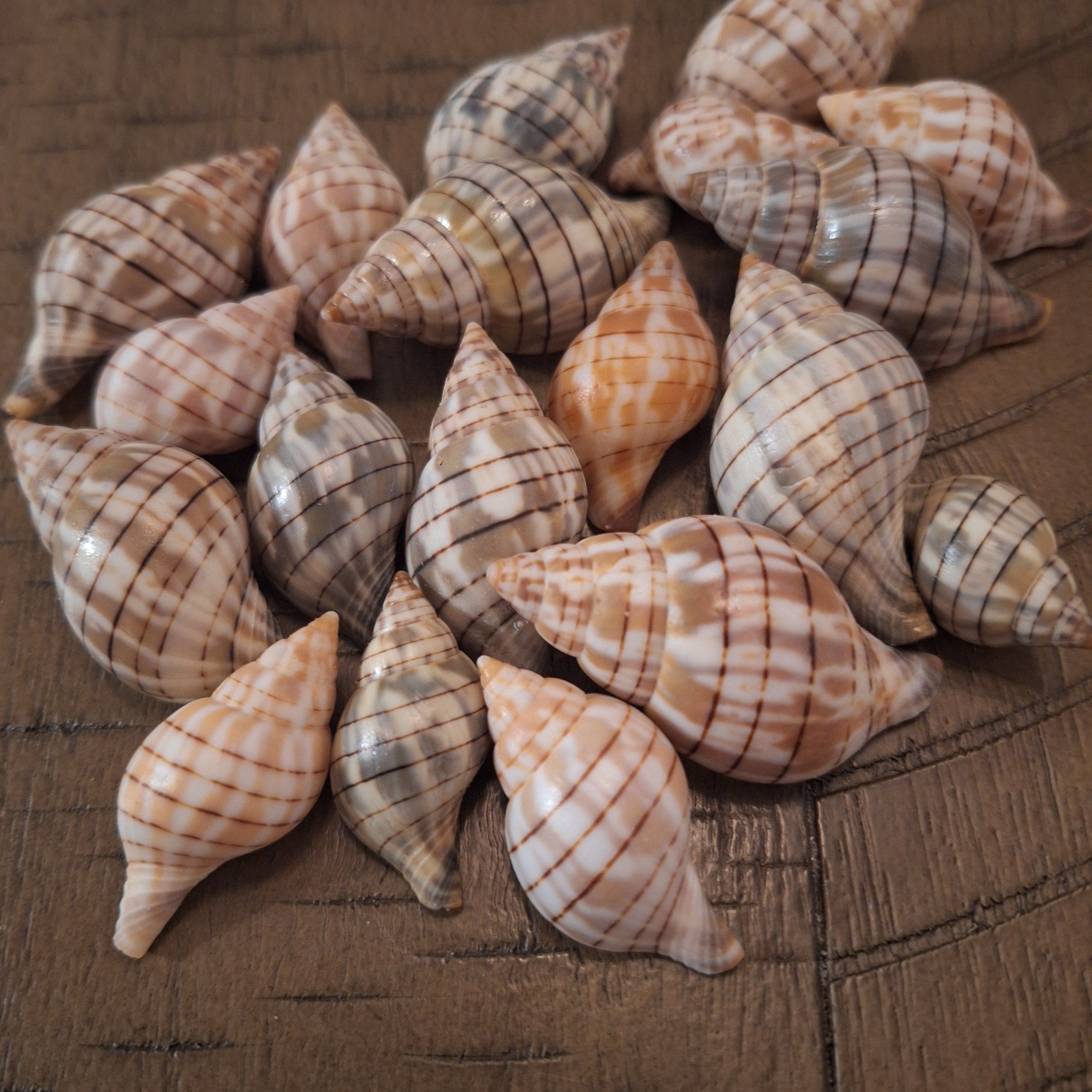 10 Banded Tulip Shells / Seashells - Etsy
