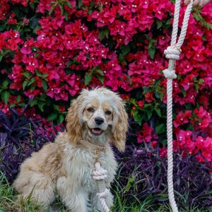 Hand-dyed Light Pink Cotton Rope Dog Leash: Durable & Eco-friendly - Etsy