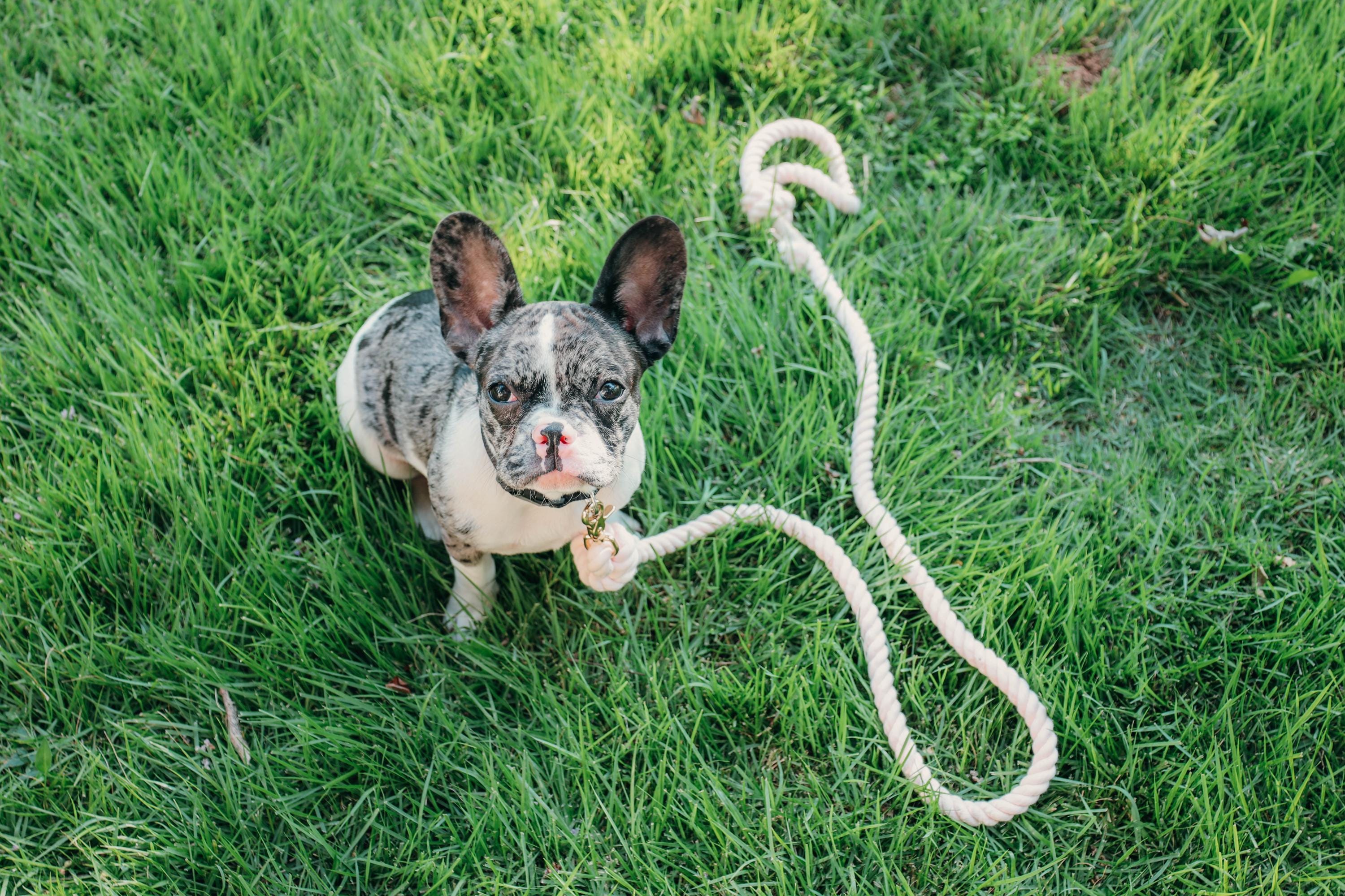 Pink Rope Dog Lead Hand-dyed Light Pink Cotton Rope Dog Leash: Durable & Eco-friendly - Etsy