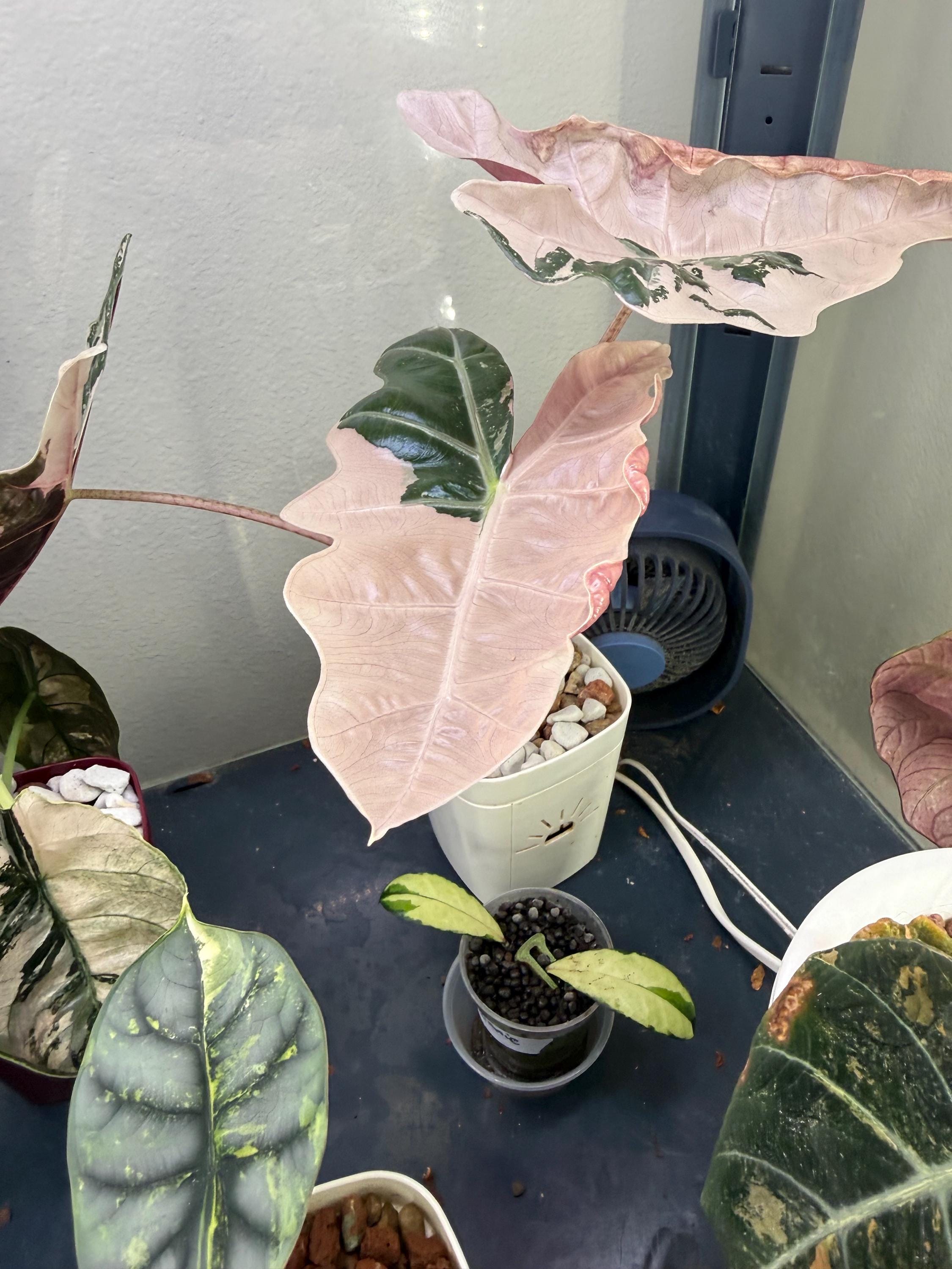 Pink Pseudo Sanderiana - Etsy