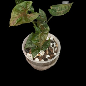 May include: A top-down view of a small potted plant with green and reddish-brown leaves. The plant is in a clear plastic pot filled with white pebbles and brown mulch. The background is solid black.