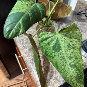 Whipple way philodendron - Etsy 日本