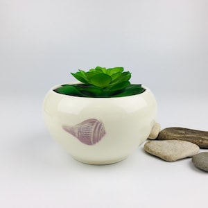May include: A small, cream-coloured ceramic planter featuring a purple seashell design. The planter contains a vibrant green succulent. Several smooth stones are arranged near the planter. The planter is approximately 10 cm in diameter.