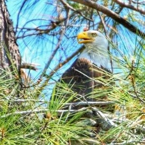 Bald Eagle