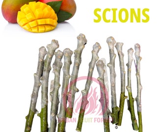 Mango Scions - For Grafting (5 SCION MINIMUM)/Exotic Mango Scions/Many Varieties Lemon Zest/Pickering/Sweet Tart/Fruit Punch/Glenn & MORE