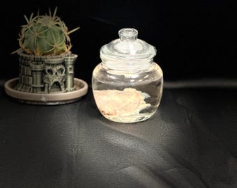 Sheep brain wet specimen