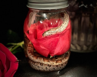 Corn snake wet specimen
