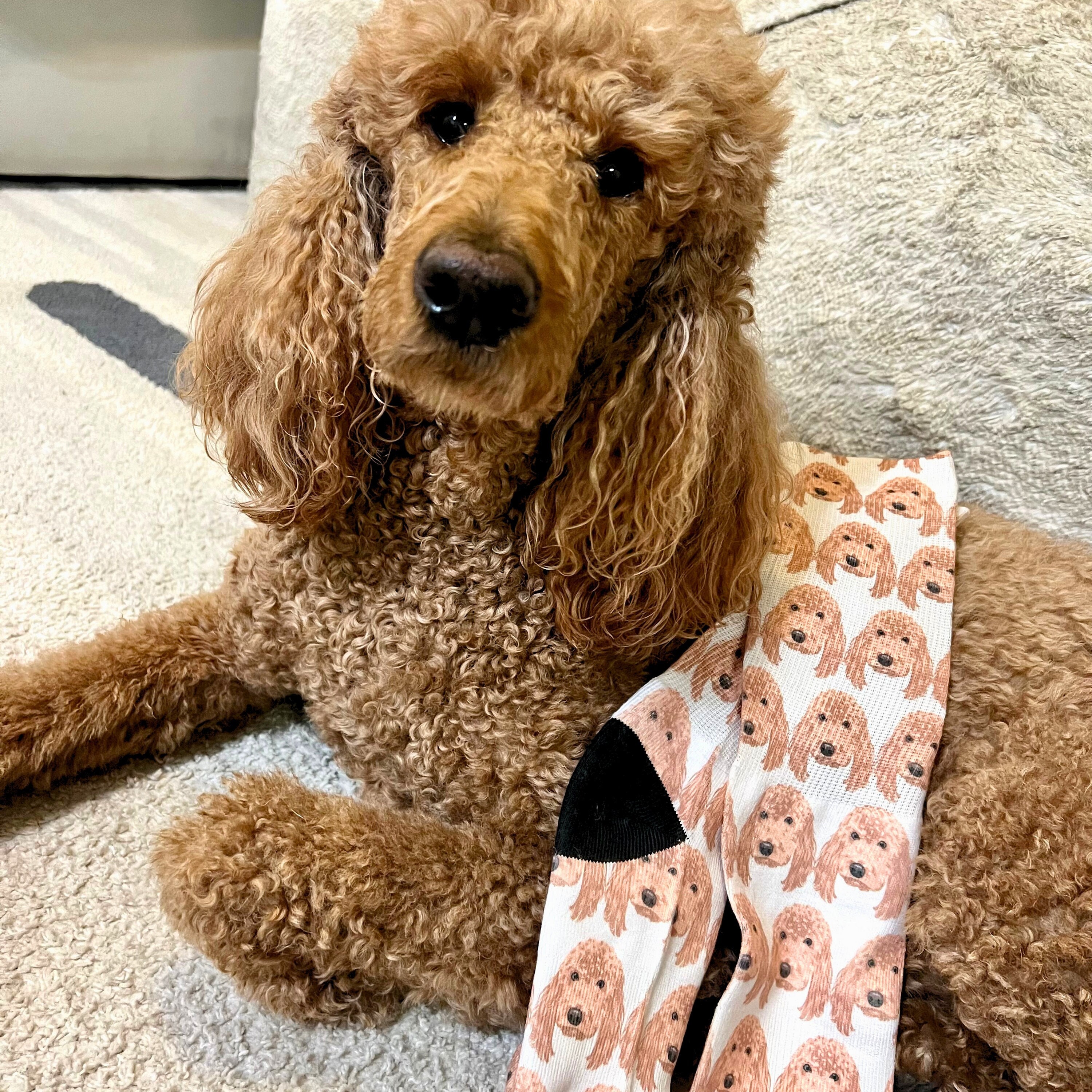 golden retriever dress socks Golden Grip Socks main image 0