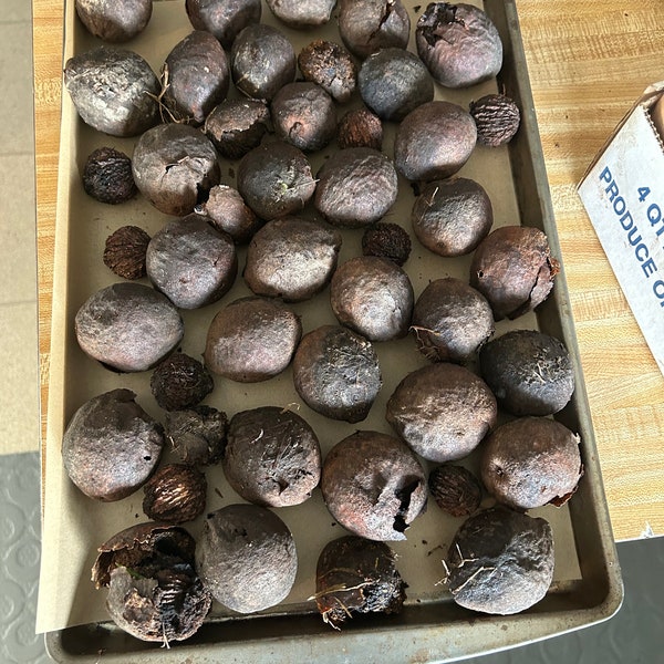 Black Hulled or no Hulled Organic Fresh Picked Black Walnuts