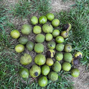 Fresh Organic GREEN HULLED Black Walnuts,  Perfect for TINCTURE .